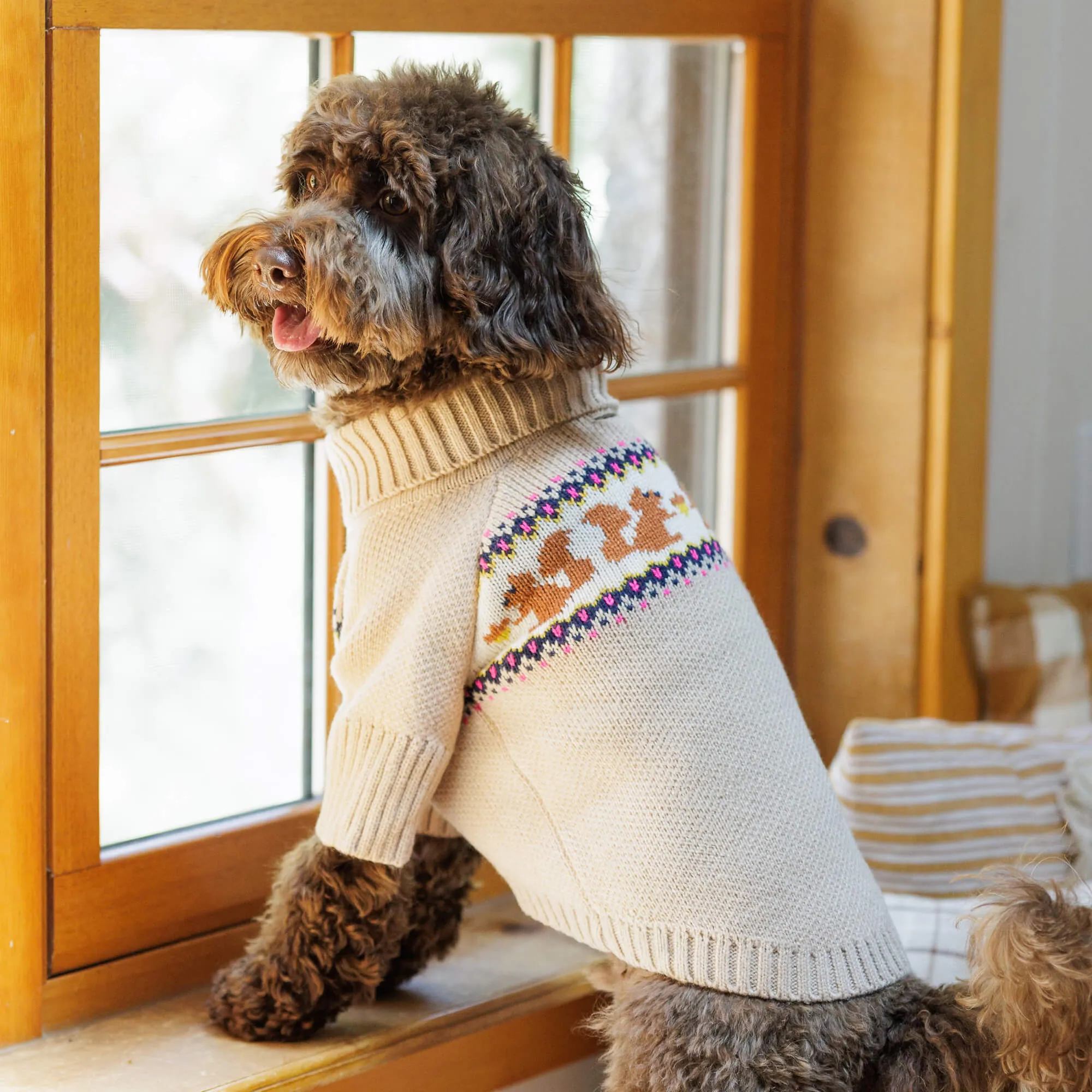 Squirrel Dog Sweater